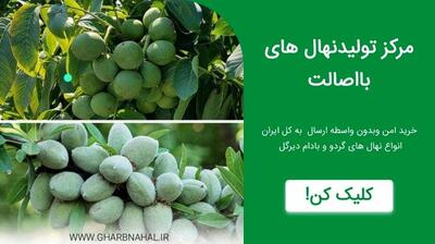 فرصت کاشت روبه پایان است برای خرید نهال بادام و میوه وصنوبر لیبل دار فقط ۳۰ هزار تومان
