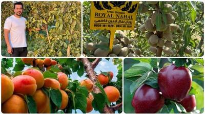 خرید نهال میوه لیبل دار و تضمینی تنها با ۳۰ هزار تومان