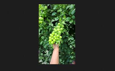 آخرین فرصت خرید نهال صنوبر اصلاح شده نیگرا دسته بیلی44 هزارتومانی و کبوده دسته طی26 هزارتومانی، گردو 50 هزارتومانی و انواع نهال میوه 25 هزارتومانی در پادشاه نهال