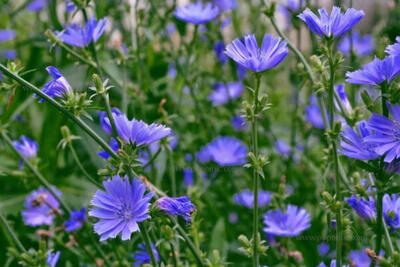 اردبیل در مسیر توسعه کشت گیاهان دارویی