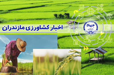 کشف تخلفات ۲۸۴ میلیارد تومانی در بازار مازندران