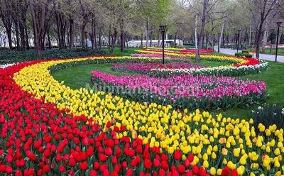 فیلم/ جشنواره باغ لاله‌های پارک چمران کرج