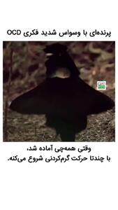 پرنده هنرمند با وسواس فکری را بشناسید + فیلم