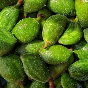 قیمت چغاله بادام پرواز کرد| هر کیلو تا ۲،۰۰۰،۰۰۰ تومان!