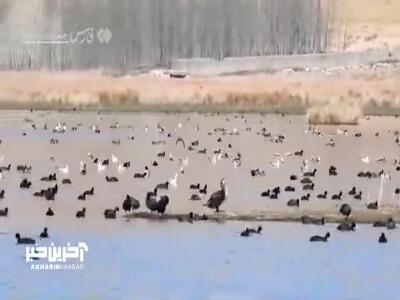 تالاب گندمان؛ پناهگاه پرندگان مهاجر