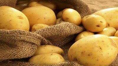 بازار سیب‌زمینی در چرخه گرانی و وعده‌های توخالی