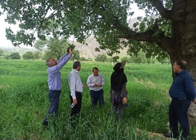 ۹۰ درصد شدت آفت پروانه برگخوار بلوط در جنگل‌های باشت کاهش یافت
