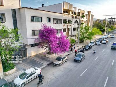نکته‌ای درباره آن درخت دلربای شیراز که کسی به شما نمی‌گوید - چیدانه