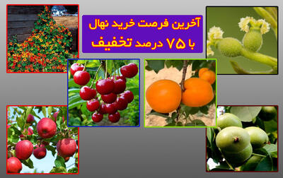 آخرین فرصت خرید نهال با 75 درصد تخفیف