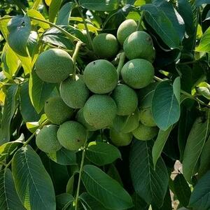 آخرین تخفیف 50% فروش بهاره نهال اصلاح شده، در پاییزنهال؛ خرید نهال گردو 50 هزارتومان و تمامی نهال های میوه 28 هزارتومان!