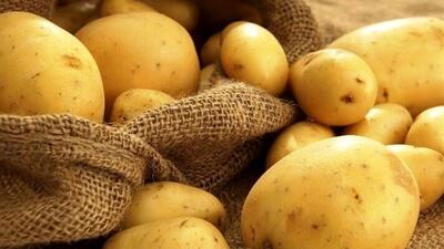 بهانه جدید برای گرانی سیب زمینی!