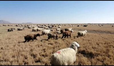 ۴۰۰ هکتار از پوشش گیاهی تالاب بین المللی کمجان خوراک دام عشایر شده است/ تشکیل پرونده قضایی برای متخلفان