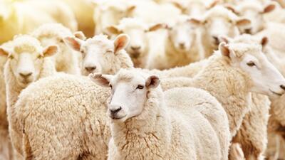 بازگشایی صادرات دام سبک، کلید توسعه صنعت
