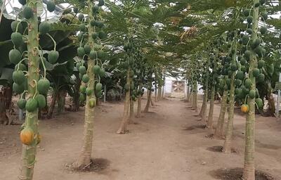 هدف‌گذاری تولید ۳۹۲ هزار تن محصولات گلخانه‌ای در آذربایجان شرقی