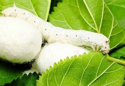 آغاز عملیات توزیع تخم نوغان در گلستان؛ هدف‌گذاری ۸ هزار جعبه در استان