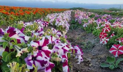 جمع‌آوری بذر ۲۱۸ گونه گیاه دارویی در اردبیل برای مقابله با خشکسالی
