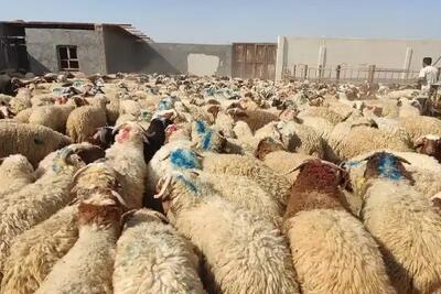 ایران رتبه چهارم تولید دام در جهان/ فرصت مناسبی برای بازگشایی صادرات دام است - تجارت‌نیوز