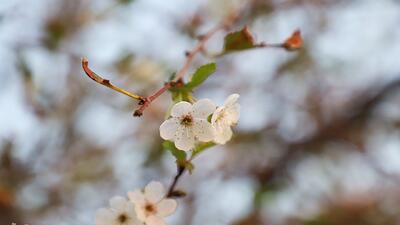 فیلمی از رنگ و بوی بهار در اهر