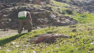 مبارزه با آفت ملخ بومی در سطح هزار هکتار از مزارع و باغات کردستان