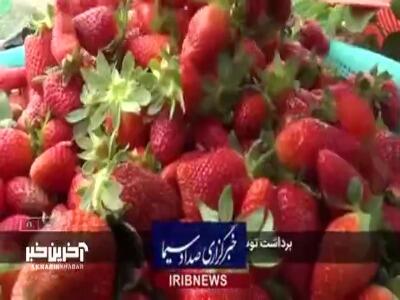 برداشت توت فرنگی در دلند گلستان