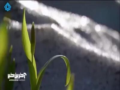نماهنگ بهاری «عزیز بشین به کنارم» با صدای حجت اشرف زاده