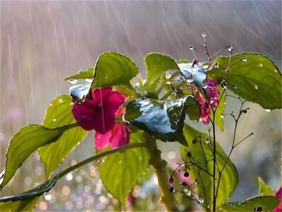بارش‌های بهاری در خراسان رضوی ادامه دارد