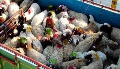 کشف ۱۴۴ رأس گوسفند دزدیده شده در شهرضا