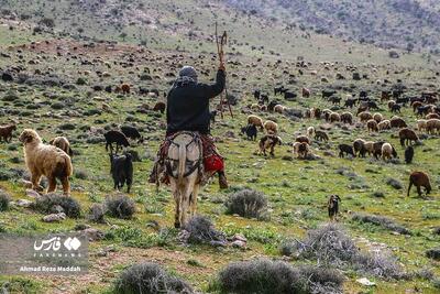 تصاویر: کوچ بهاره عشایر فارس