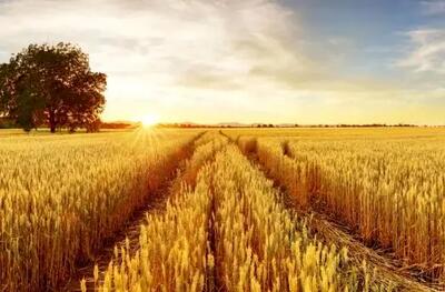 اعلام قیمت خرید تضمینی گندم در ۱۴۰۴