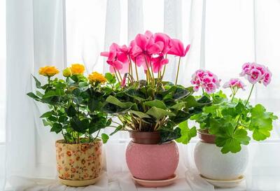 گیاهان آپارتمانی گلدار و با دوام مناسب فضای باغ و باغچه ی حیاط در بهار