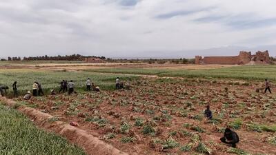  برگزاری نخستین جشنواره سیر در روستای شفیع‌آباد شهداد