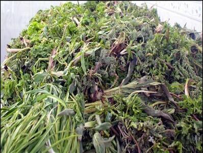 گیاهان بهاری را با رعایت نکات بهداشتی مصرف کنید