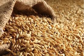 پول خرید تضمینی گندم بلافاصله واریز می‌شود