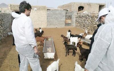 عیدانه جهادگران دانشگاهی برای روستاییان سیستان و بلوچستان