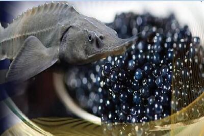 صادرات ۶ تُن ماهیان خاویاری هرمزگان به روسیه