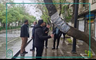 شناسایی و رفع خطر درختان خمیده با نصب حفاظ و ضربه گیر‌ در منطقه ۱۲