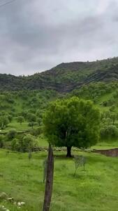 فیلم مناظر بکر و دیدنی لرستان زیبا