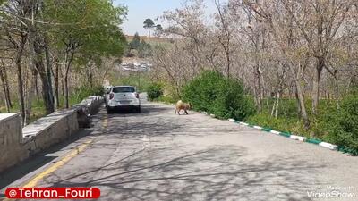 فیلم حضور گراز وحشی در بیمارستان لواسانی تهران امروز ۱۹ فروردین