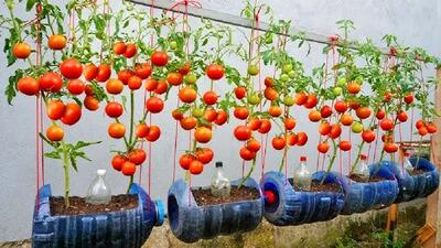 کشاورزی نوین؛ تو بطری های آب سردکن گوجه فرنگی کاشته آبیاریشم قطره ای کرده