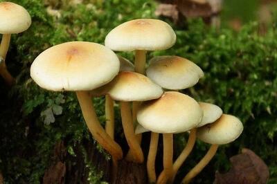 قارچ های سمی مشابه خوراکی دوباره آمد