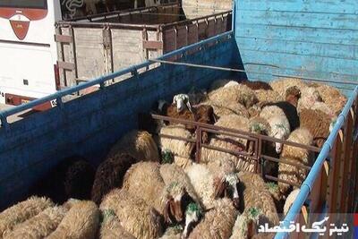 قیمت دام زنده امروز ۱۹ فروردین ۱۴۰۴ + جدول