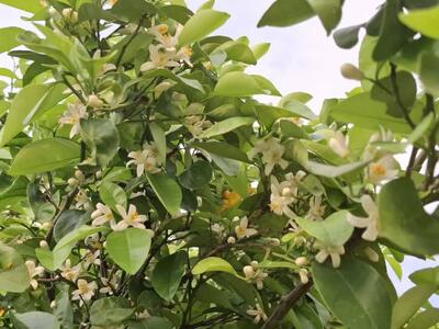 بهار نارنج مرغوب شیراز، طعم و عطر فارس را به جهان می‌برد