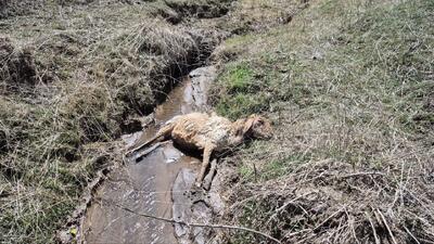 تلف شدن بیش از ۲۰۰ رأس دام سبک در روستای قره دره بر اثر سیلاب + عکس