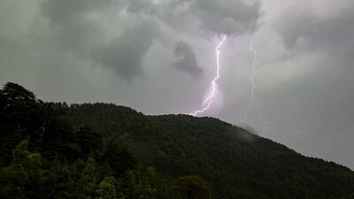 کشف درختی مرموز در جنگل‌های پاناما
