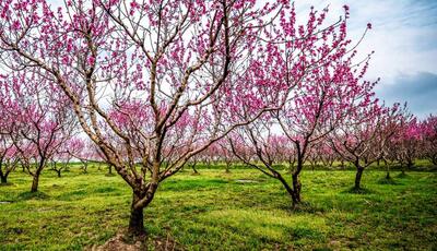 خروج سامانه بارشی از خراسان‌ رضوی؛ هوای گرم ماندگار است