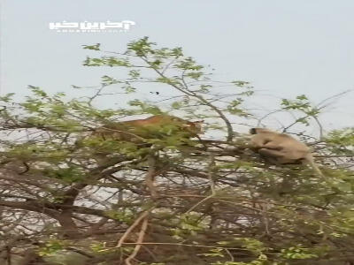 سقوط ببر گرسنه از درخت در تلاش برای شکار میمون