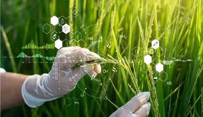 بررسی مولکولی بذر برنج برای رسیدن به تولیدی باکیفیت