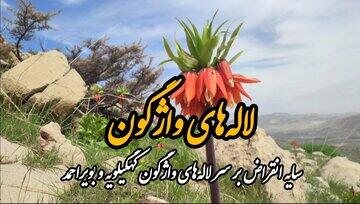 خطر انقراض در کمین لاله‌های واژگون کهگیلویه و بویراحمد