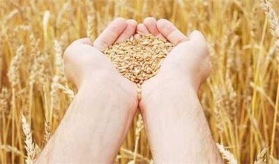 حقیقت قیمت واقعی گندم/آیا این رقم با توقعات گندمکاران از قیمت گندم هماهنگ است؟