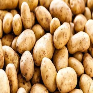 کاهش ملایم قیمت سیب‌زمینی در بازار